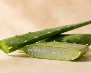 Aloe Vera Extract
